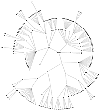 Brain hierarchy